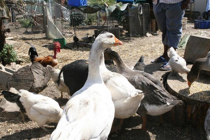 家庭鸡鸭鹅养殖喂食背景图片