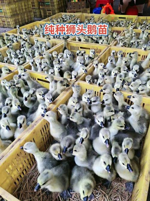 武宁白鹅苗养殖鹅苗广东大型鹅苗孵化总厂